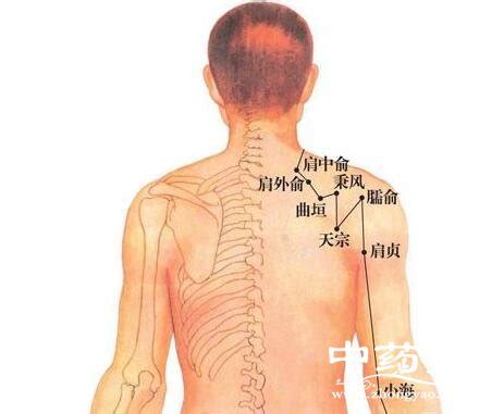 中平穴|中平穴（肩周穴,肩痛穴）位位置图